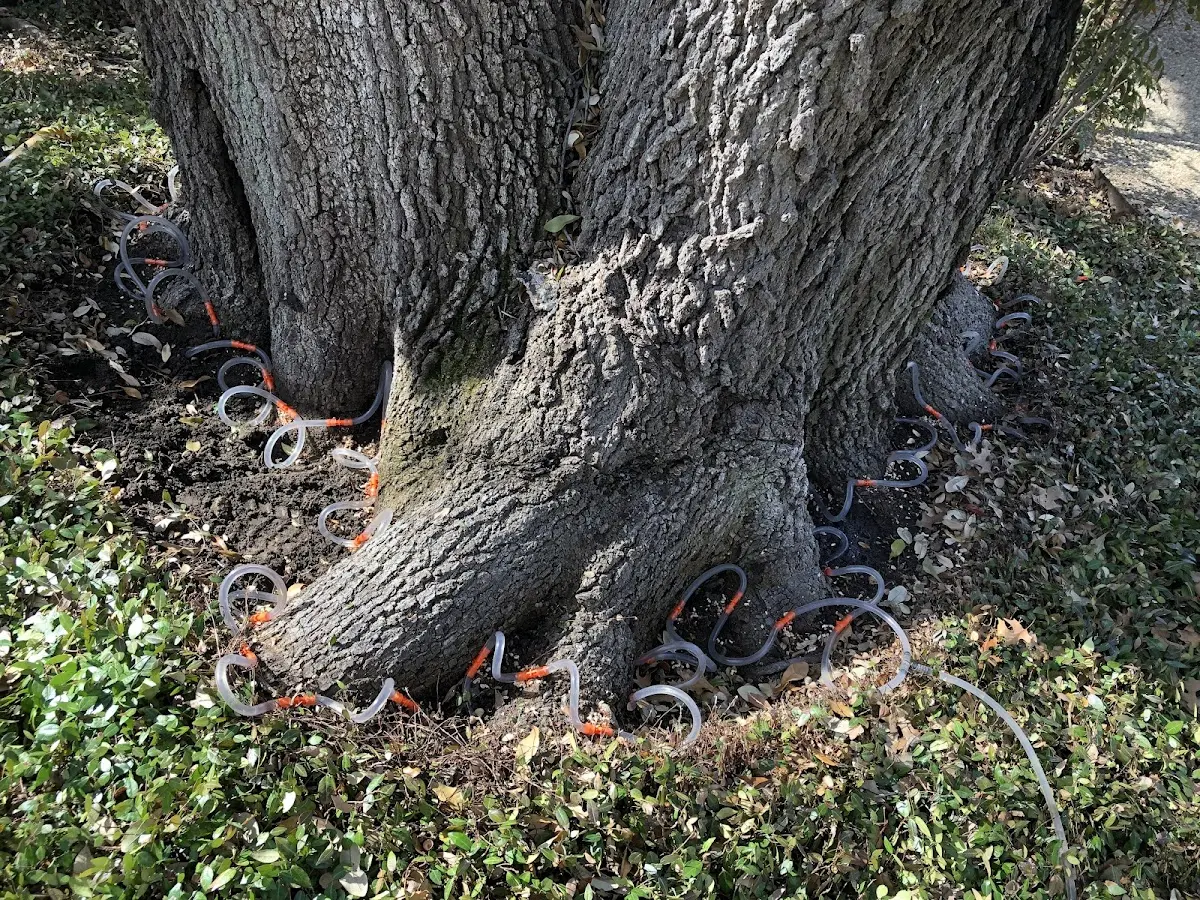 Detailed Shrub and Hedge Trimming job site in Farmersville