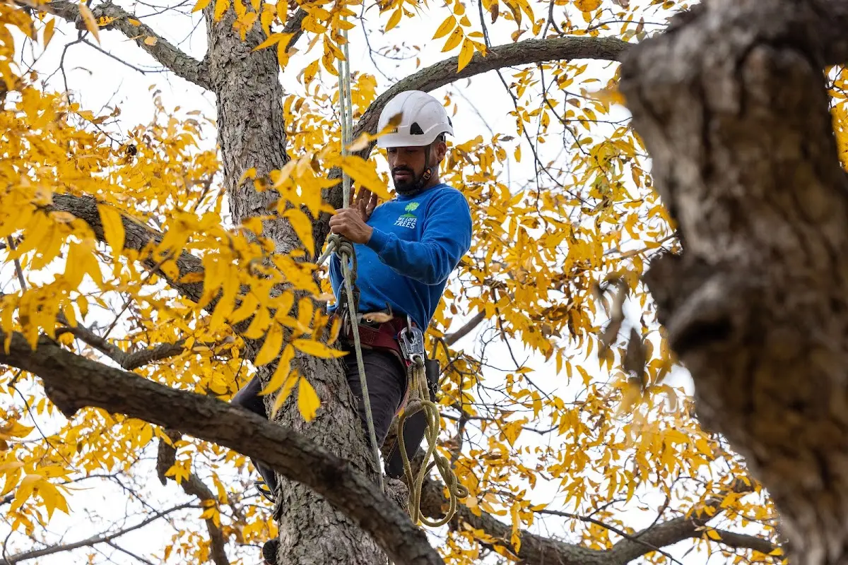 Skilled Tree Disease Treatment crew working in Farmersville