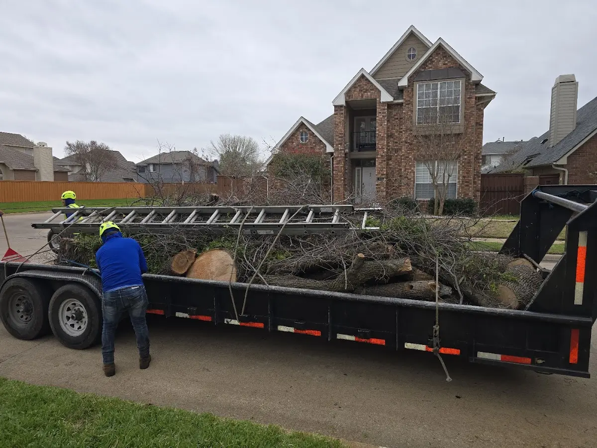 Expert Deadwooding with proper safety equipment in Farmersville